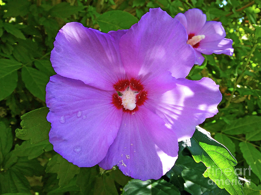 Hibiscus Purple Photograph by Jasna Dragun