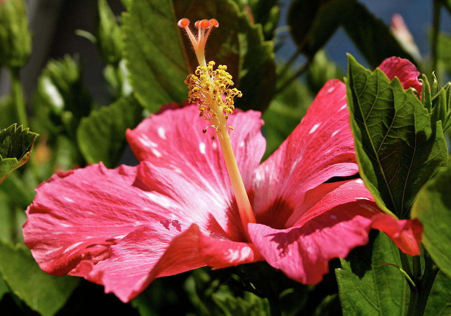 Hibiscus Rising Photograph by Michele Myers