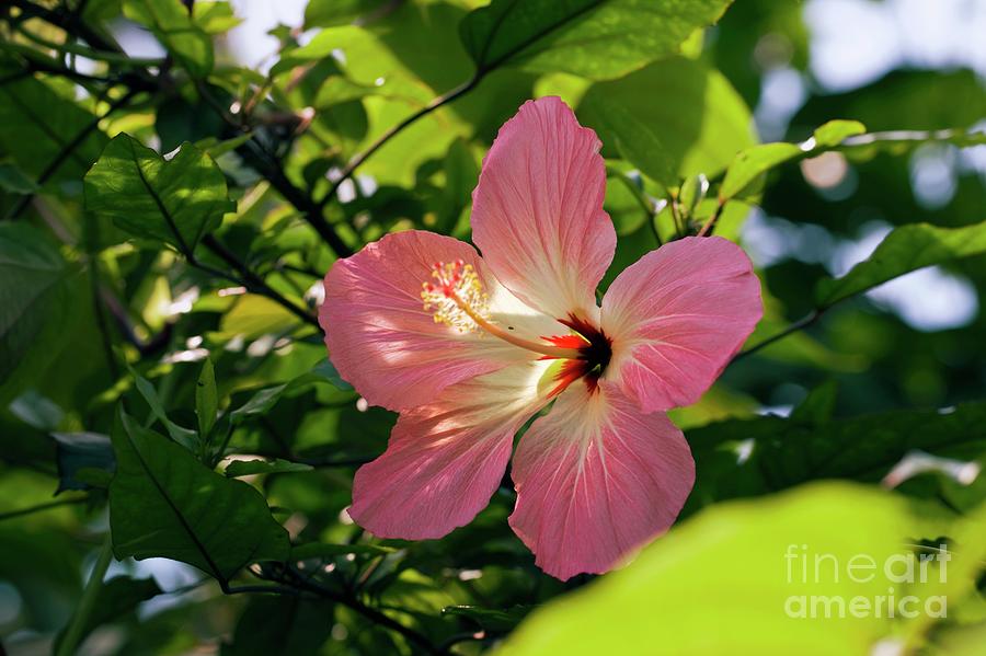 Summer Photograph - Hibiscus Rosa-sinensis by Dr Keith Wheeler/science Photo Library