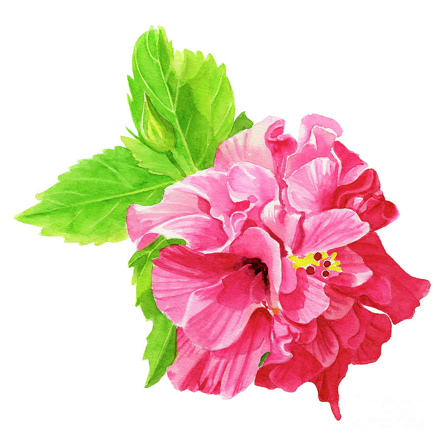 Flowers Still Life Painting - Hibiscus Rosa-Sinensis by Sharon Freeman