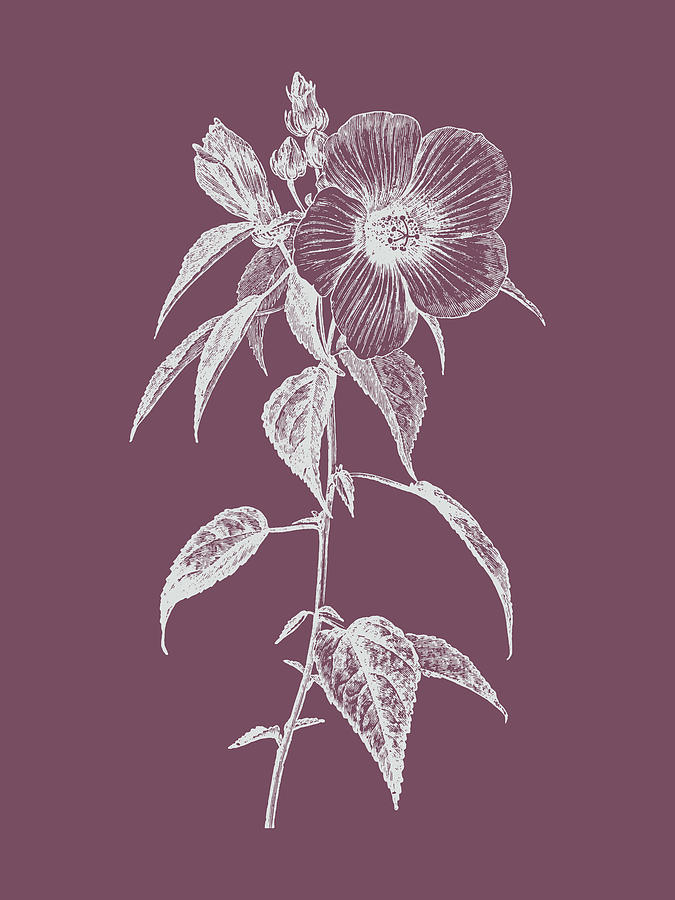Flower Mixed Media - Hibiscus Roseus Purple Flower by Naxart Studio