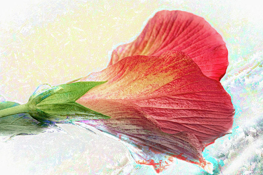 Hibiscus Spilled Paint Photograph by Debra Martz