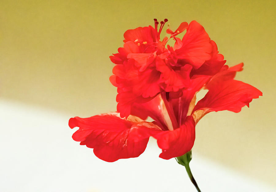 Hibiscus Split Photograph by Ginger Stein