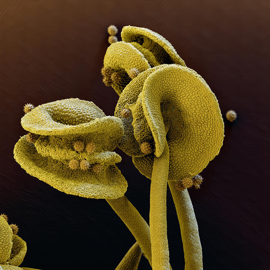 Hibiscus Stamen And Pollen Sem Photograph by Meckes/ottawa