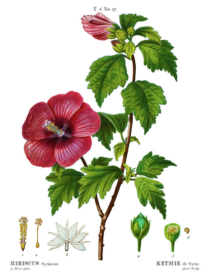 Hibiscus Syriacus Letmie De Syrie Rose Of Sharon Or Shrub Althea Plate 27 Drawing By Pierre Joseph Redoute