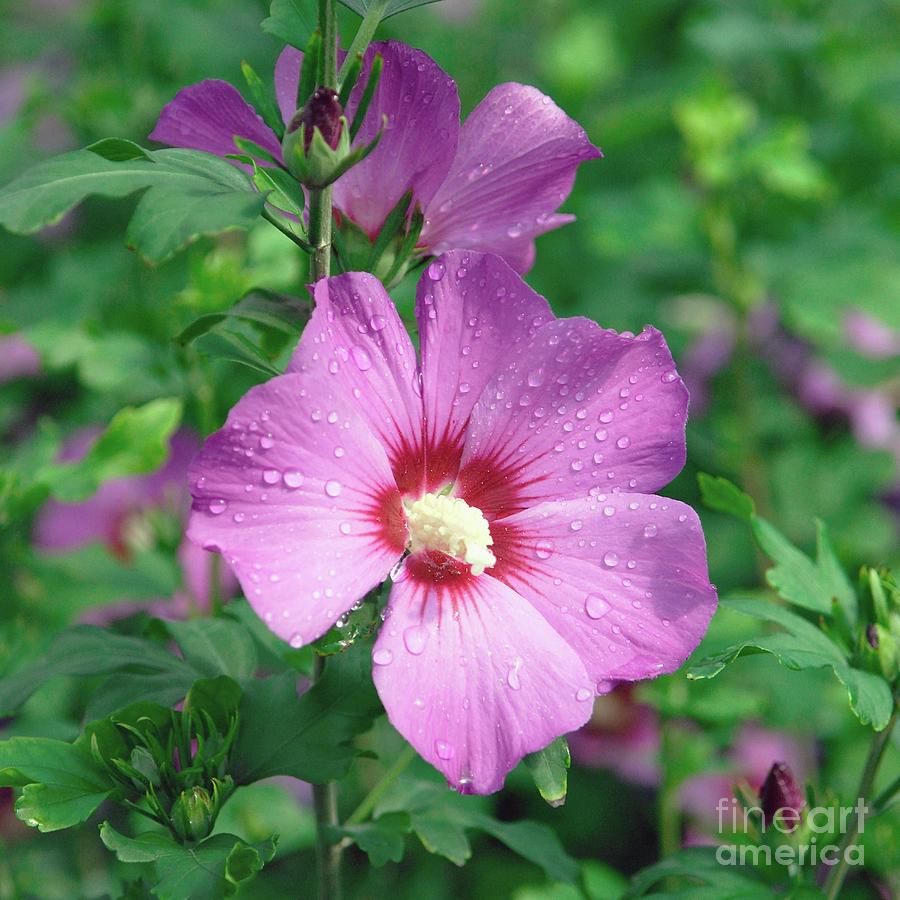 Hibiscus Syriacus Russian Violet By Bildagentur Online Mcphoto Muller