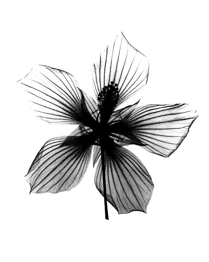 Hibiscus, Texas Star X-ray Photograph by Bert Myers