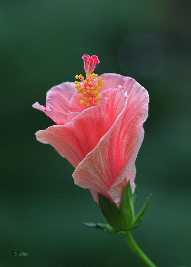 Hibiscus Unfurling Photograph by Pat Watson