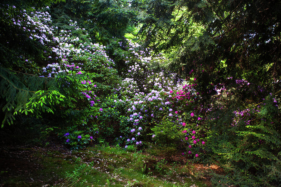 Hidden Beauty. Blooming Rhododendrons  Photograph by Jenny Rainbow