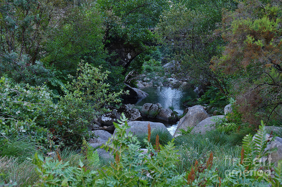 Bridge Photograph - Hidden Bridge In Gralheira River by Angelo DeVal Bridge Photograph - Hidden Bridge In Gralheira River by Angelo DeVal