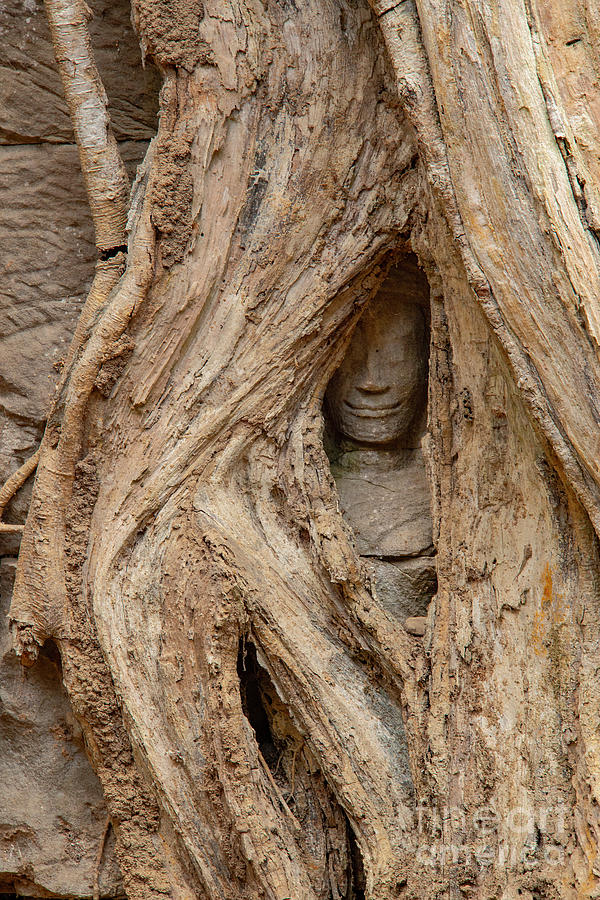 Hidden Buddha at Ta Prohm Temple Photograph by Bob Phillips