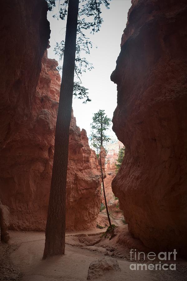 Hidden Forest, Bryce Canyon Photograph by Leslie M Browning