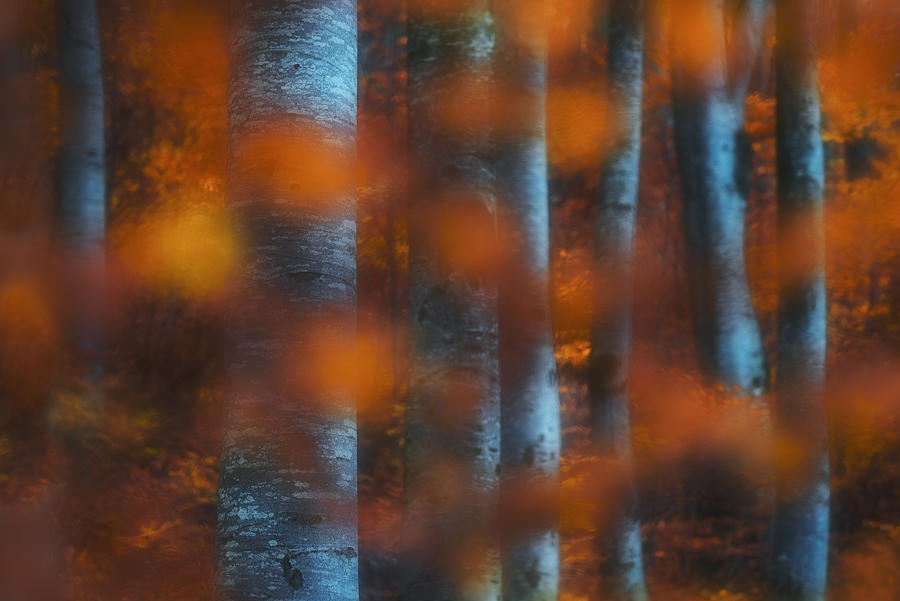 Hidden Forest Photograph by Szabo Zsolt Andras