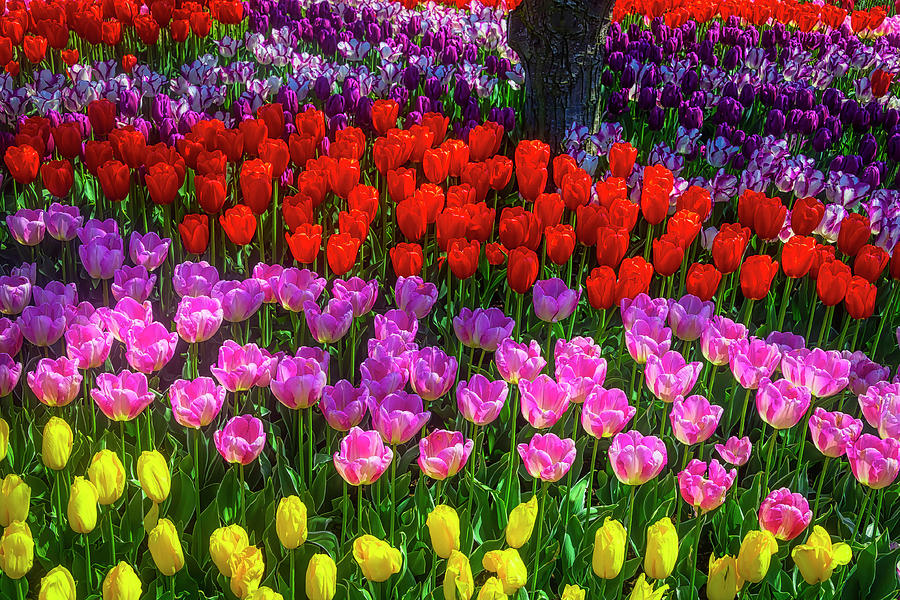 Hidden Garden Of Beautiful Tulips Photograph by Garry Gay
