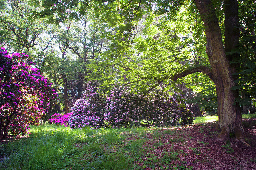 Hidden Glade In Fairy Rhododendron Woods 1 Photograph by Jenny Rainbow