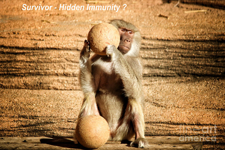 Ape Photograph - Hidden Immunity by Paulette Thomas