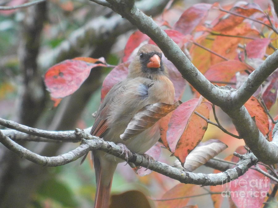 Cardinal Photograph - Hidden In Plain Sight by Karen Jordan Cardinal Photograph - Hidden In Plain Sight by Karen Jordan