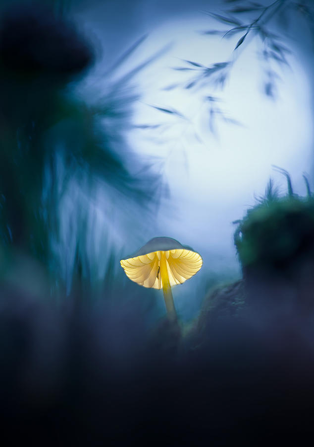 Mushroom Photograph - Hidden by Kirill Volkov