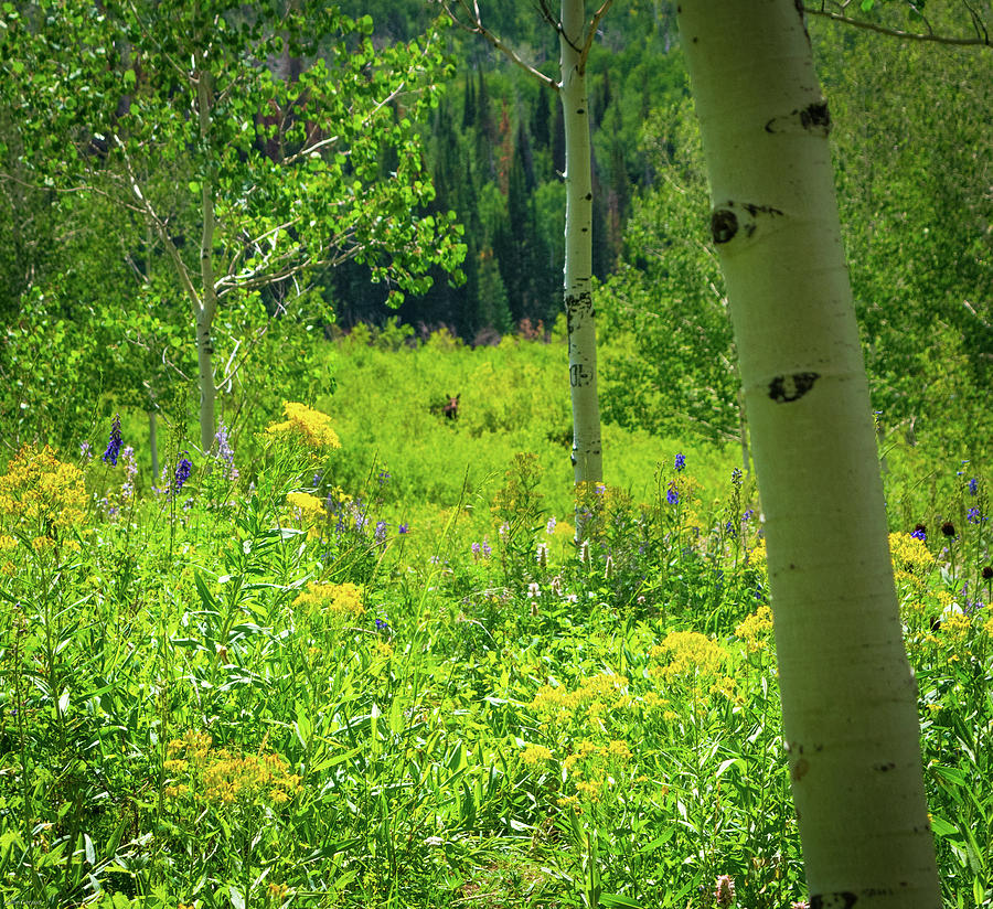 Hidden Moose Photograph by Aaron Geraud - Fine Art America