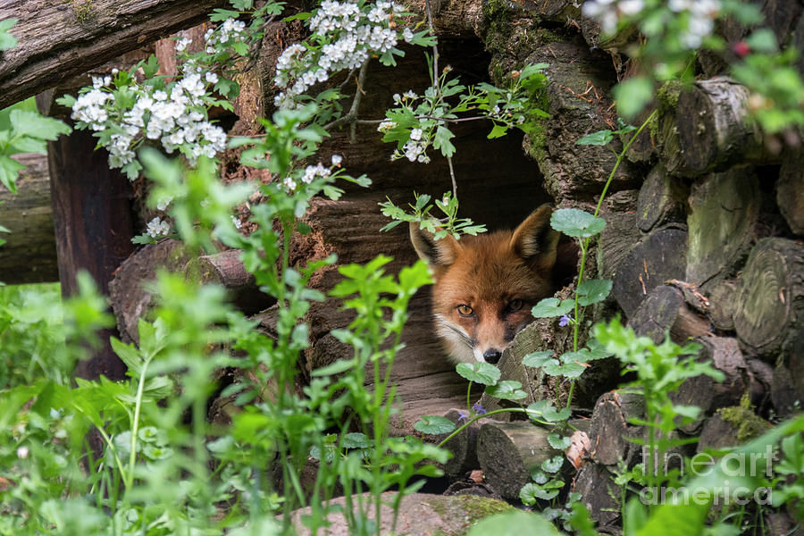 Hidden Red Fox Photograph by Arterra Picture Library