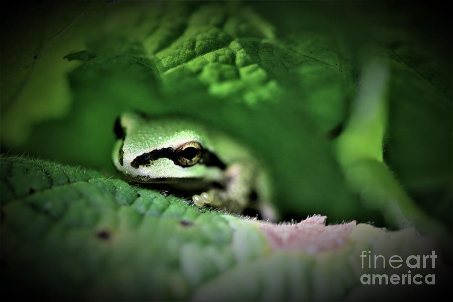 Hidden Tree Frog Photograph by Nick Gustafson