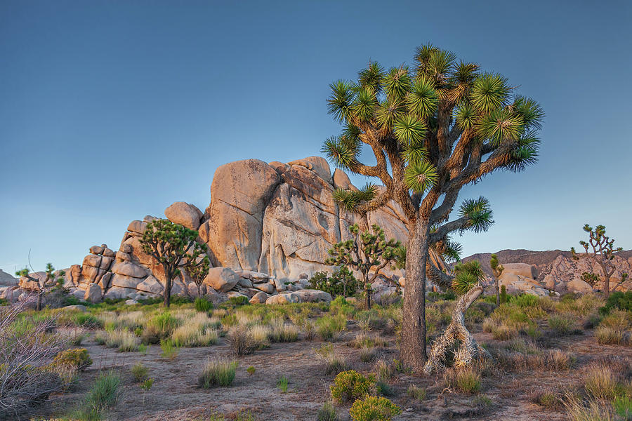 Joshua Tree National Park Photograph - Hidden Valley Rock - Color by Peter Tellone