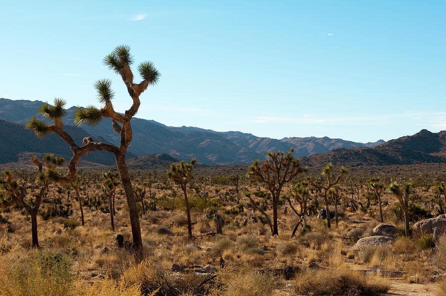 Hidden Valley, Joshua Tree National Park, California, Usa Digital Art ...