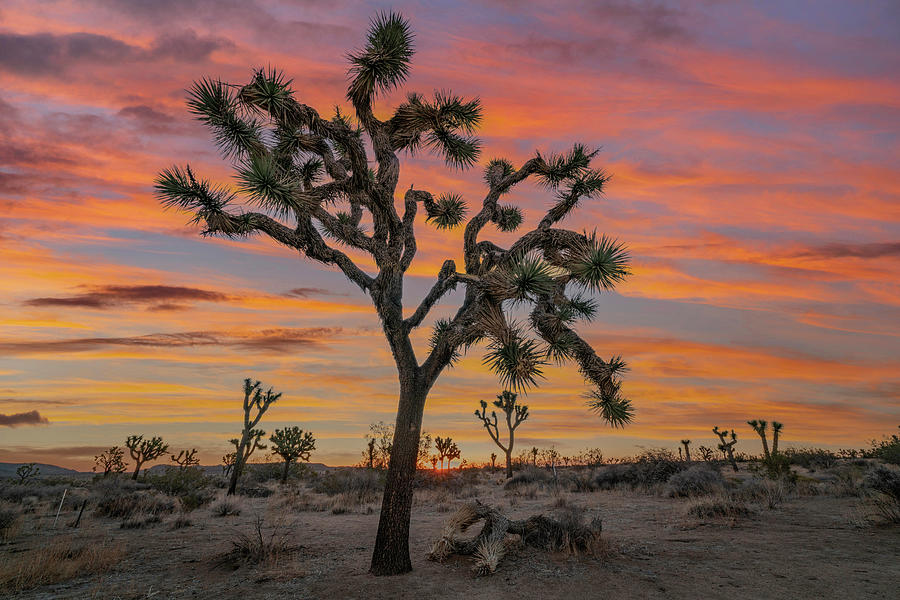 Hidden Valley Joshua Tree Sunset Photograph by Tim Fitzharris