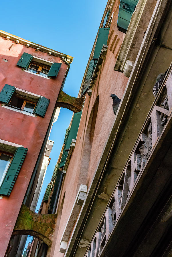 Pigeon Photograph - Hidden Venice 09 by Eva Bane