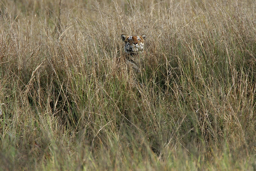Hidden Wild Bengal Tiger, India Photograph by Milehightraveler