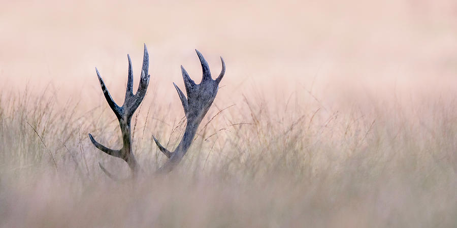 Hide & Seek  ( Horn Of Stag) Photograph by Kutub Uddin