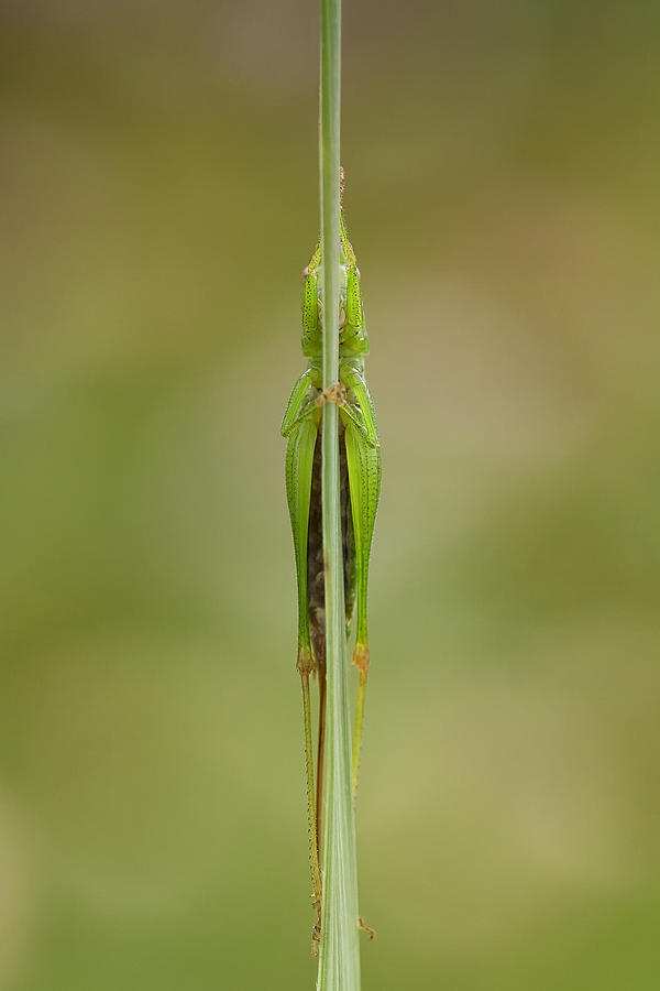 Grasshopper Photograph - Hide And Seek by Daan De Vos