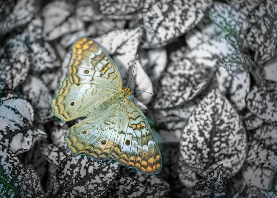 Hide and Seek by Will Moneymaker Hide and Seek by Will Moneymaker
