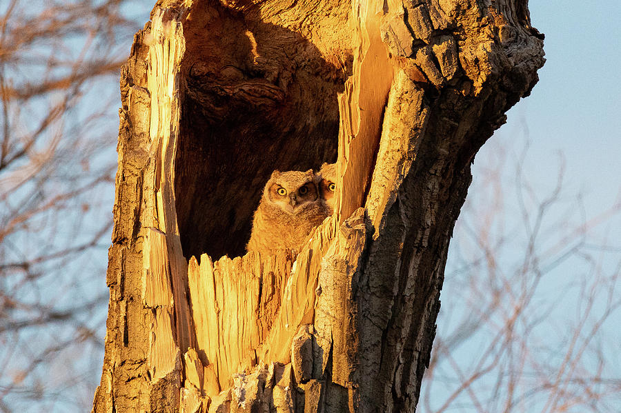 Hide and Seek With Owlets Photograph by Tony Hake