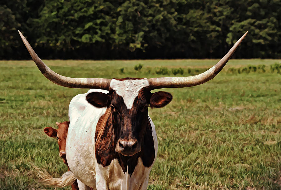 Hiding Behind Mama Longhorn Cows Photograph By Gaby Ethington - Pixels