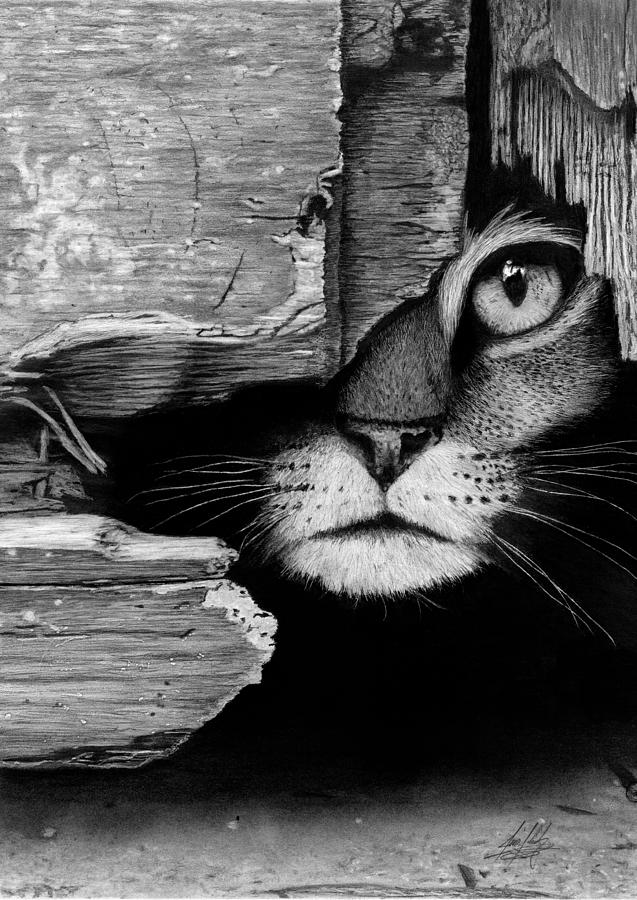 Hiding Cat Drawing Drawing by James Schultz