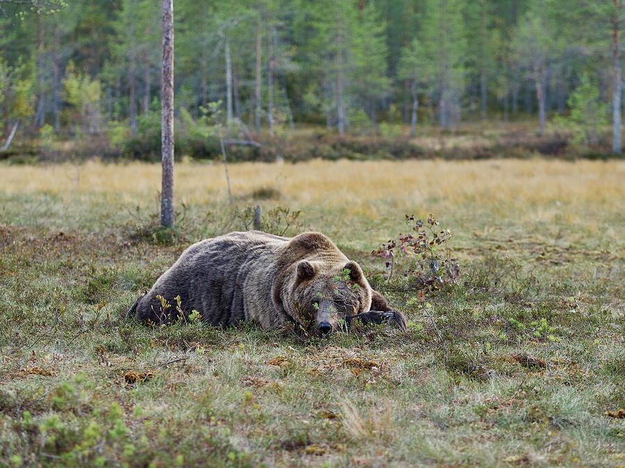 Hiding Enough. Brown Bear Photograph