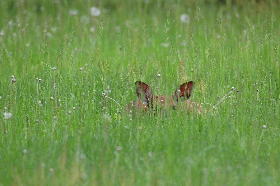 Hiding Fawn Photograph by Brook Burling Hiding Fawn Photograph by Brook Burling
