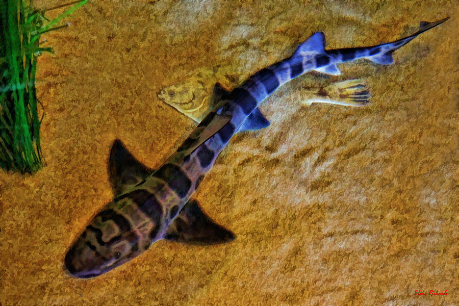 Hiding From The Leopard Shark by Blake Richards Hiding From The Leopard Shark by Blake Richards
