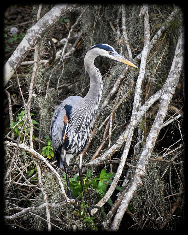 Hiding in Plain Sight Photograph by Carol Bradley - Fine Art America