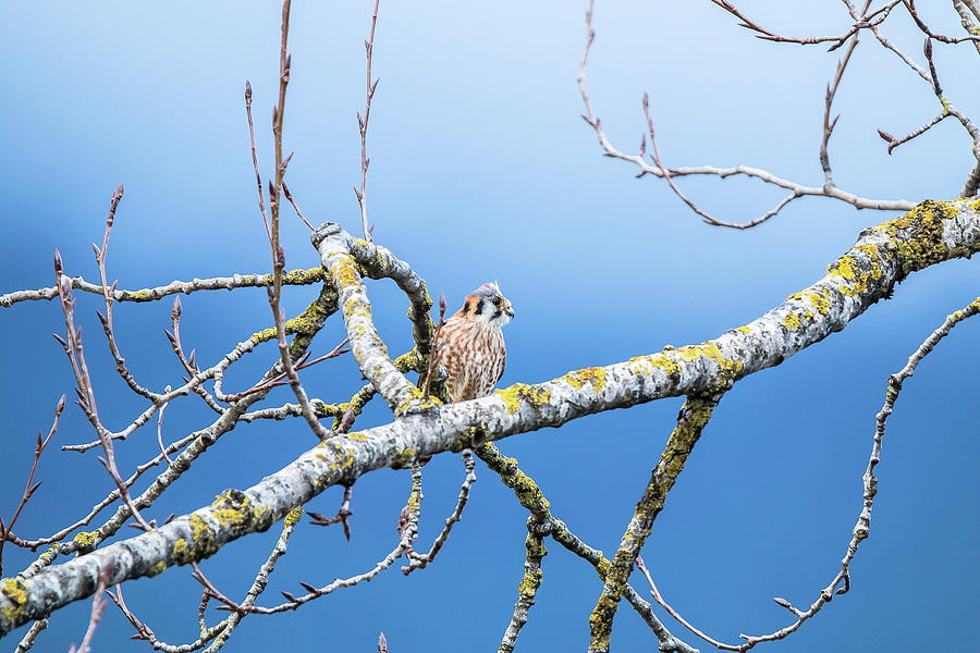 Falcon Photograph - Kestrel by Xander Kotka