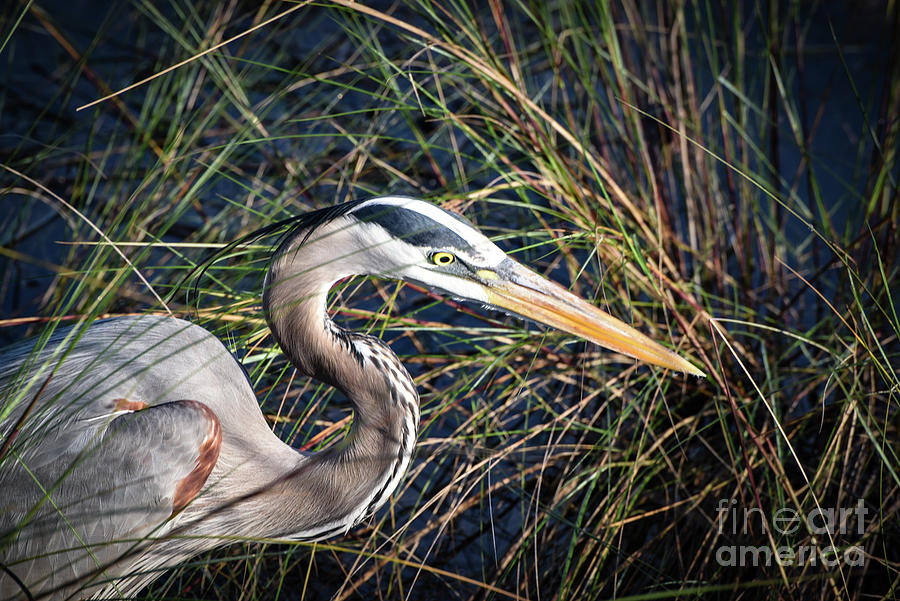 Blue Heron-hiding In The Grasses Photograph by Judy Wolinsky