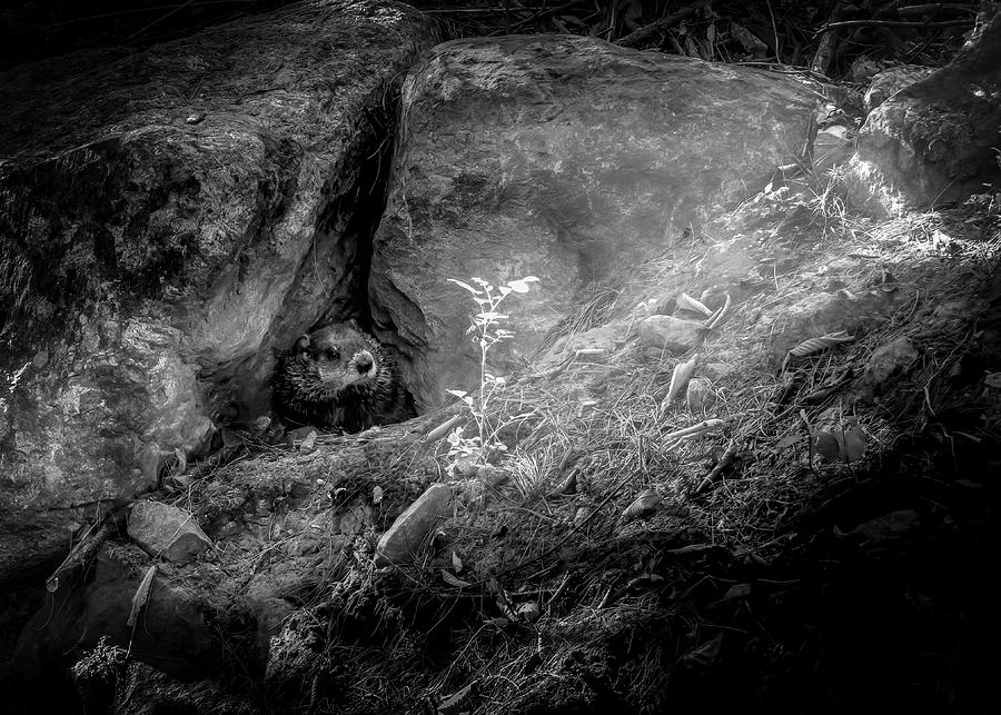 Hiding in the rocks Photograph by Bob Orsillo