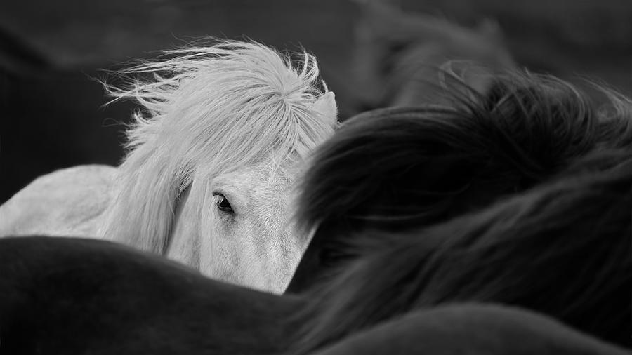 Horse Photograph - Hiding by John Fan