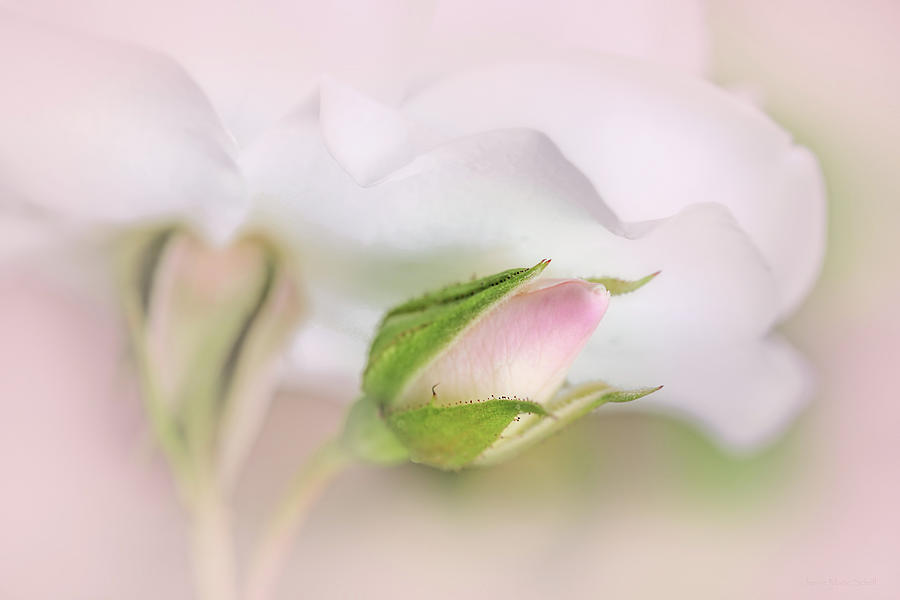 Hiding Pink Rosebud Flower Photograph by Jennie Marie Schell