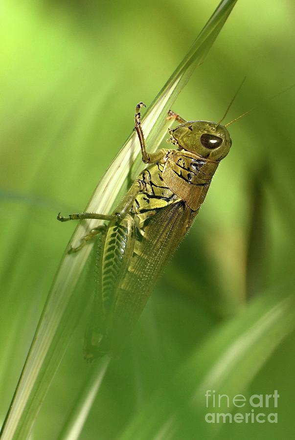 Hiding Within - Grasshopper Photograph