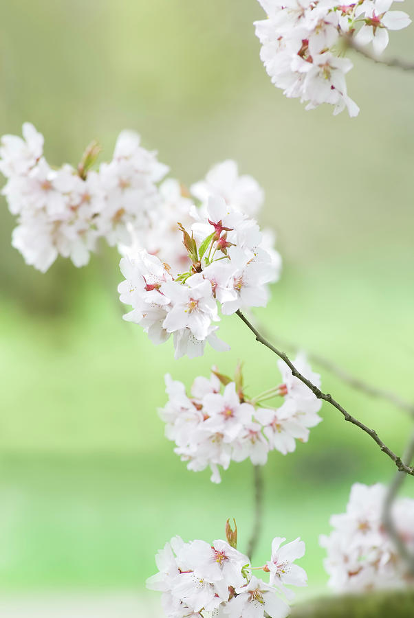Higan Flowering Cherry Tree - Iv Photograph by Alpamayophoto