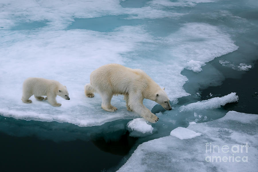 Parent Photograph - High Angle Of Mother Polar Bear And Cub by Floridastock Parent Photograph - High Angle Of Mother Polar Bear And Cub by Floridastock