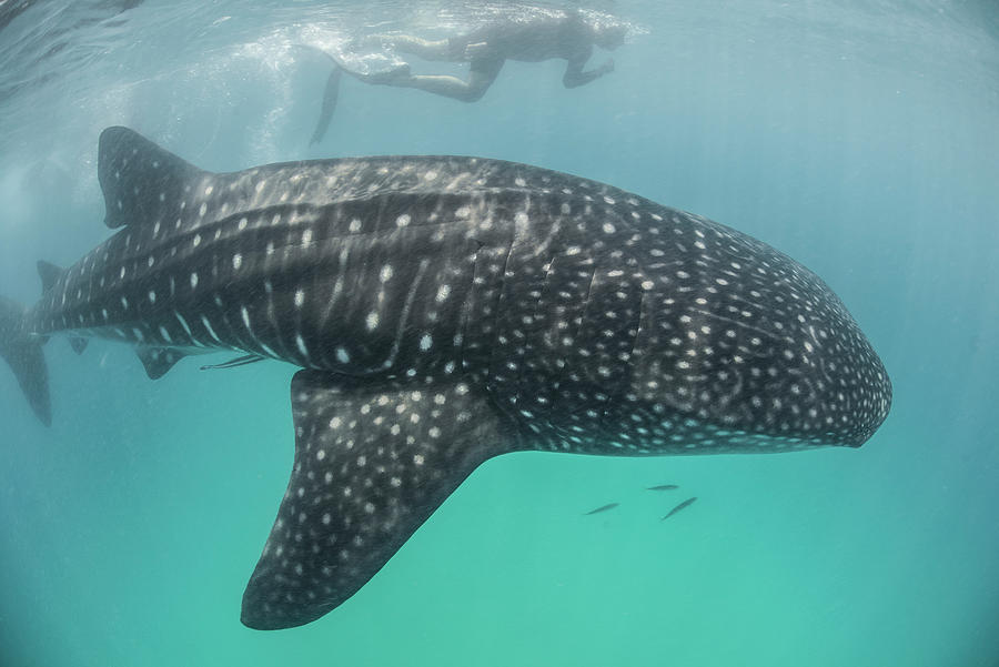 High Angle Side View Of Whale Shark (rhincodon Typus) Contoy Island ...