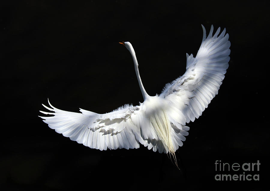 High Angle View Of A Great Egret Ardea Photograph by Zen Rial